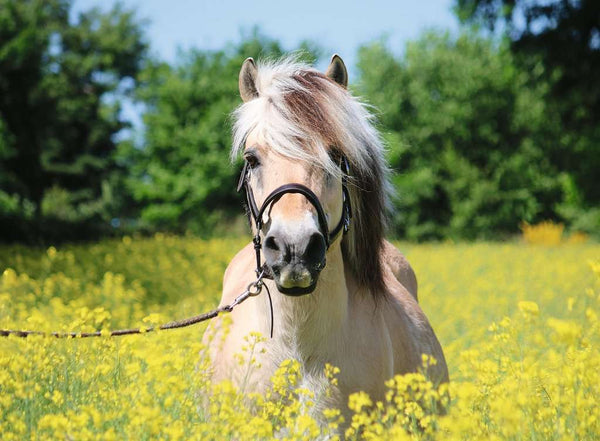 Ravensburger 500pc White Horse